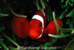 Clown red: Nikon D200 . 60 macro, two strobo. Walea August by Marchione Giacomo 
